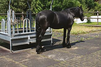 Pferd steht auf Paddock auf schwarzen Paddockplatten